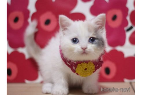 成約済の東京都のスコティッシュフォールド-72708の4枚目